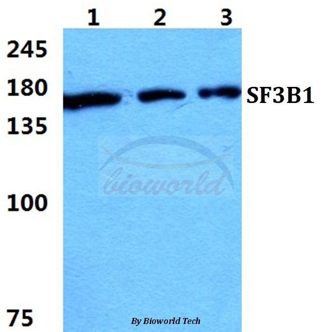 Western blot (WB) analysis of SF3B1 pAb at 1:500 dilution Lane1:Hela cell lysate Lane2:sp2/0 cell lysate Lane3:H9C2 cell lysate