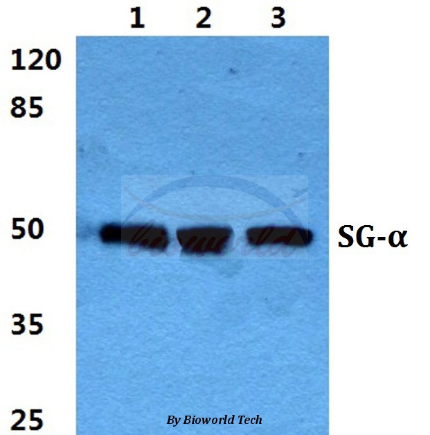 Western blot (WB) analysis of Sarcoglycan-α pAb at 1:500 dilution Lane1:MCF-7 cell lysate Lane2:Raw264.7 cell lysate Lane3:PC12 cell lysate