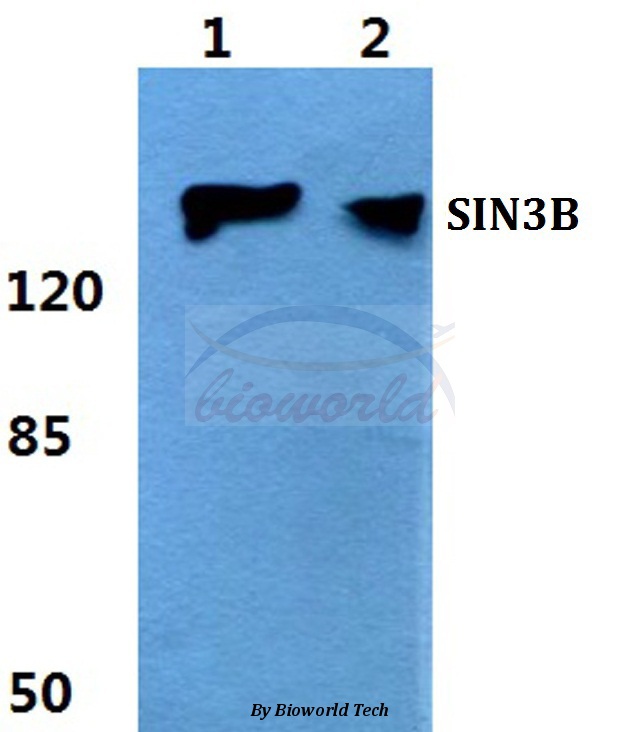 Western blot (WB) analysis of SIN3B pAb at 1:500 dilution Lane1:Hela cell lysate Lane2:sp2/0 cell lysate