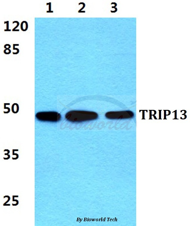 Western blot (WB) analysis of TRIP13 pAb at 1:500 dilution Lane1:Hela cell lysate Lane2:NIH-3T3 cell lysate Lane3:PC12 cell lysate