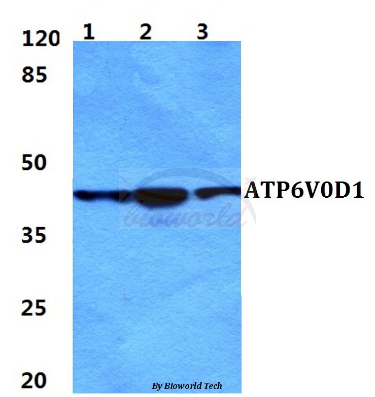 Western blot (WB) analysis of ATP6V0D1 pAb at 1:500 dilution Lane1:HEK293T cell lysate Lane2:sp2/0 cell lysate Lane3:H9C2 cell lysate