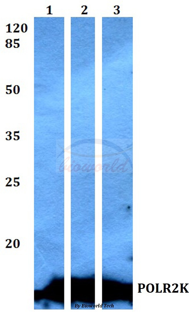 Western blot (WB) analysis of POLR2K pAb at 1:500 dilution Lane1:DLD whole cell lysate Lane2:sp2/0 whole cell lysate Lane3:PC12 whole cell lysate