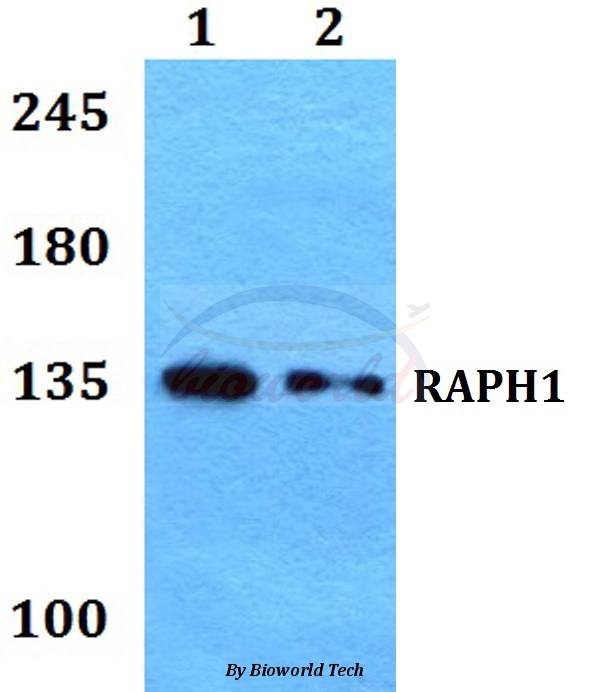 Western blot (WB) analysis of RAPH1 pAb at 1:500 dilution Lane1:HepG2 whole cell lysate Lane2:H9C2 whole cell lysate