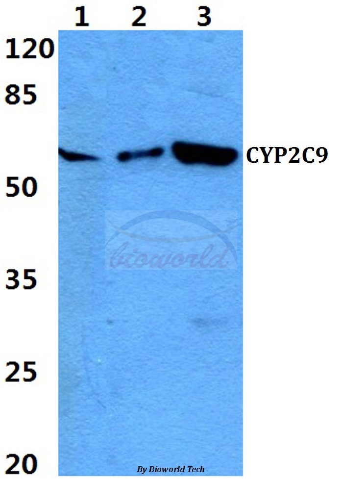 Western blot (WB) analysis of CYP2C9 pAb at 1:500 dilution Lane1:Hela cell lysate Lane2:Raw264.7 cell lysate Lane3:PC12 cell lysate