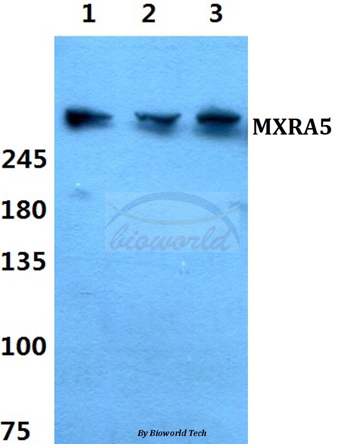 Western blot (WB) analysis of MXRA5 pAb at 1:500 dilution Lane1:Hela cell lysate Lane2:sp2/0 cell lysate Lane3:PC12 cell lysate