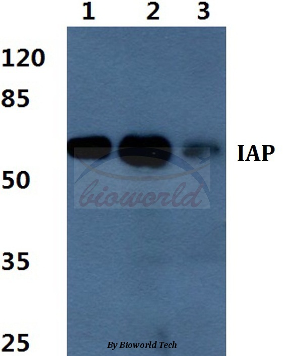 Western blot (WB) analysis of IAP pAb at 1:500 dilution Lane1:HEK293T cell lysate Lane2:Raw264.7 cell lysate Lane3:PC12 cell lysate