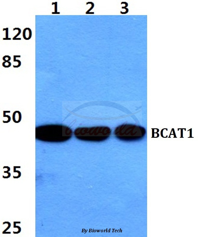 Western blot (WB) analysis of BCAT1 pAb at 1:500 dilution Lane1:Hela cell lysate Lane2:NIH-3T3 cell lysate Lane3:PC12 cell lysate