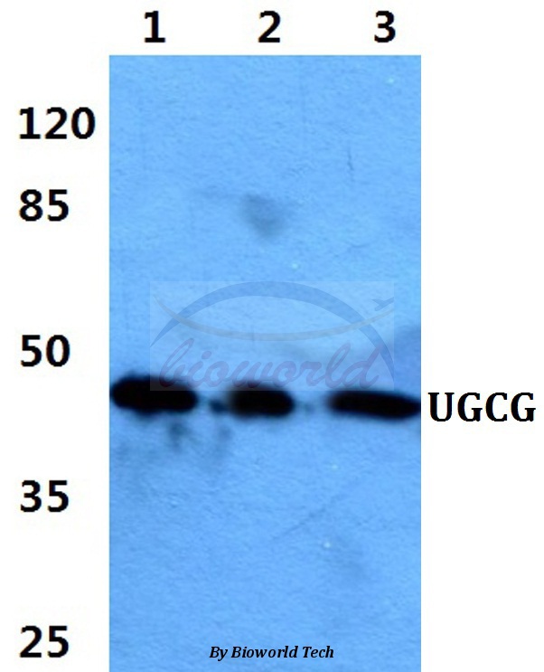 Western blot (WB) analysis of UGCG pAb at 1:500 dilution Lane1:Hela cell lysate Lane2:Raw264.7 cell lysate Lane3:PC12 cell lysate