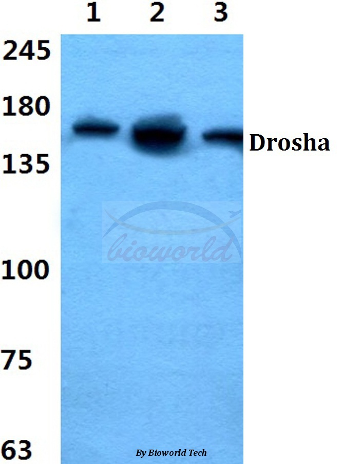 Western blot (WB) analysis of Drosha pAb at 1:500 dilution Lane1:Hela cell lysate Lane2:sp2/0 cell lysate Lane3:PC12 cell lysate