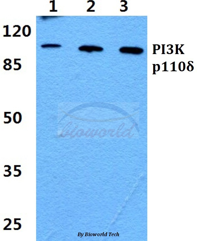 Western blot (WB) analysis of PI3K p110δ pAb at 1:500 dilution Lane1:Jurkat cell lysate Lane2:sp2/0 cell lysate Lane3:PC12 cell lysate
