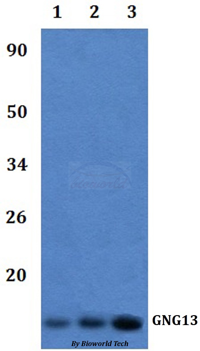 Western blot (WB) analysis of GNG13 pAb at 1:500 dilution Lane1:RAW264.7 whole cell lysate Lane2:H9C2 whole cell lysate Lane3:HELA whole cell lysate