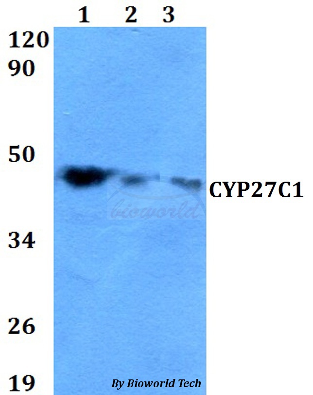 Western blot (WB) analysis of CYP27C1 pAb at 1:500 dilution Lane1:HEK293T whole cell lysate Lane2:NIH-3T3 whole cell lysate Lane3:PC12 whole cell lysate