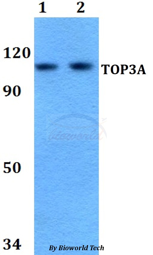 Western blot (WB) analysis of TOP3A pAb at 1:500 dilution Lane1:A549 whole cell lysate Lane2:MCF-7 whole cell lysate