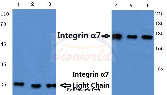 Western blot (WB) analysis of Integrin α7 (LC) pAb at 1:500 dilution Lane1:Hela cell lysate treated with LPS Lane2:Raw264.7 cell lysate treated with UV Lane3:PC12 cell lysate treated with UV Lane4:Hela cell lysate Lane5:Mouse heart tissue lysate Lane6:PC