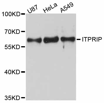 Western blot analysis of extracts of various cell lines, using ITPRIP antibody.
