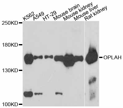 Western blot analysis of extracts of various cell lines, using OPLAH antibody.