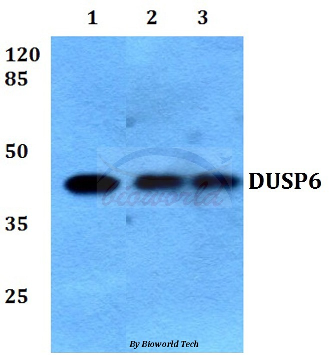Western blot (WB) analysis of DUSP6 (L76) pAb at 1:500 dilution Lane1:Hela cell lysate Lane2:Raw264.7 cell lysate Lane3:PC12 cell lysate