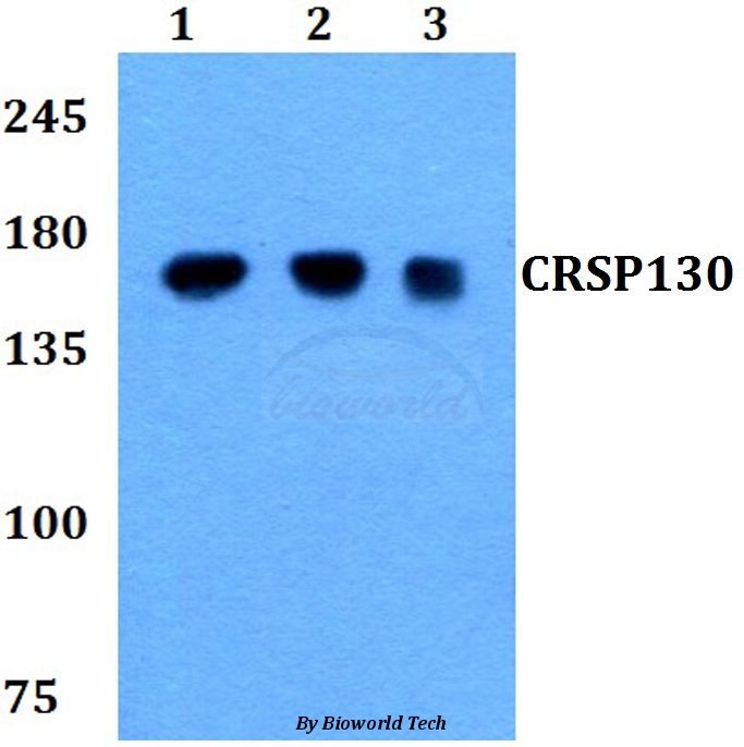 Western blot (WB) analysis of CRSP130 (F26) pAb at 1:500 dilution Lane1:MCF-7 whole cell lysate Lane2:Raw264.7 whole cell lysate Lane3:PC12 whole cell lysate