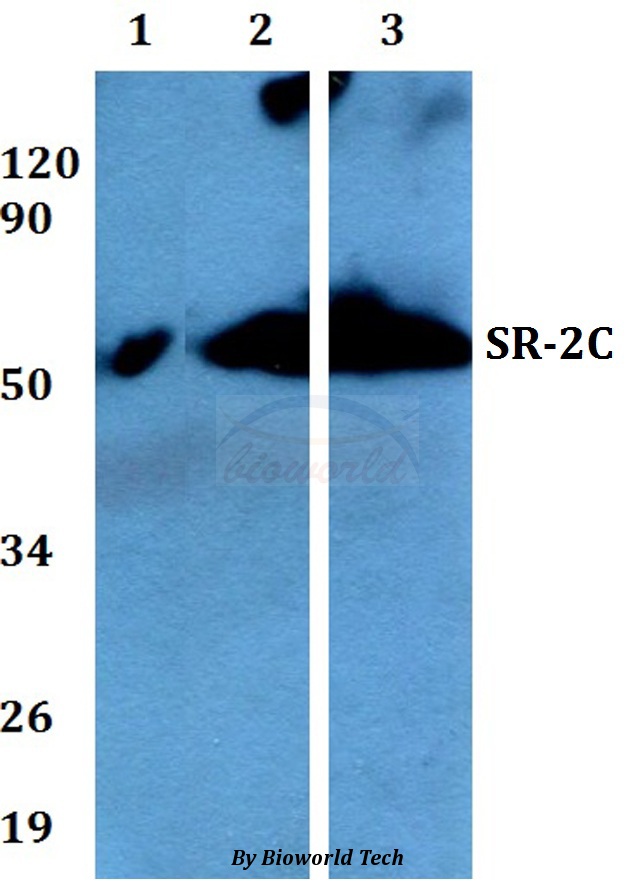 Western blot (WB) analysis of SR-2C (P190) pAb at 1:500 dilution Lane1:A549 whole cell lysate Lane2:NIH-3T3 whole cell lysate Lane3:H9C2 whole cell lysate