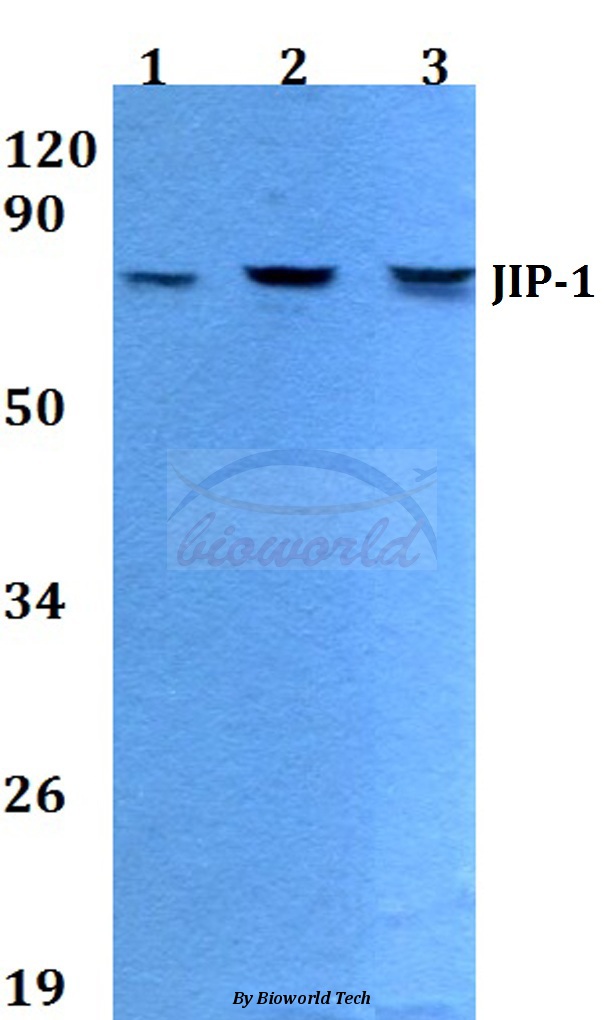 Western blot (WB) analysis of JIP-1 (A99) pAb at 1:500 dilution Lane1:Hela whole cell lysate Lane2:Raw264.7 whole cell lysate Lane3:PC12 whole cell lysate