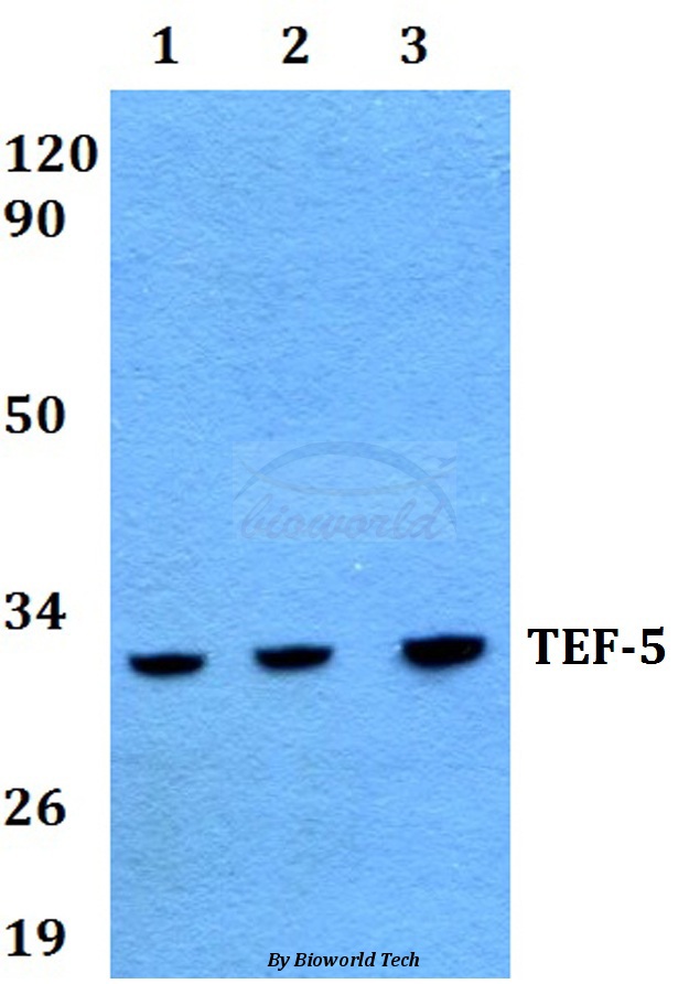 Western blot (WB) analysis of TEF-5 (H246) pAb at 1:500 dilution Lane1:HEK293T whole cell lysate Lane2:Raw264.7 whole cell lysate Lane3:H9C2 whole cell lysate
