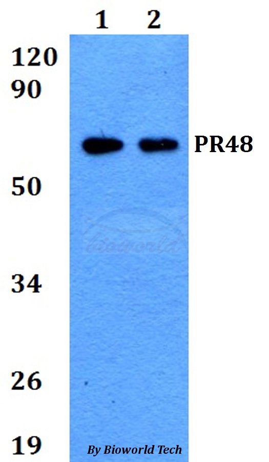 Western blot (WB) analysis of PR48 (E394) pAb at 1:500 dilution Lane1:HEK293T whole cell lysate Lane2:Raw264.7 whole cell lysate
