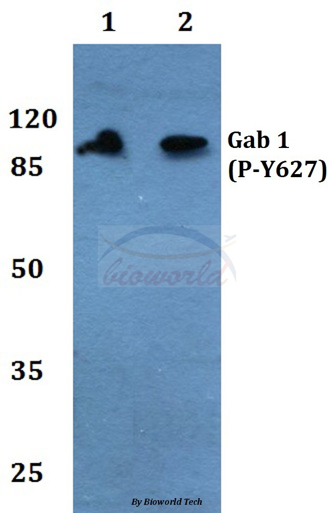 Western blot (WB) analysis of p-Gab 1 (Y627) pAb at 1:500 dilution Lane1:MCF-7 cell lysate treated with EGF(0.1ng/ml,30mins) Lane2:PC12 cell lysate treated with EGF(0.1ng/ml,30mins)