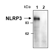 WB - NLRP3/NALP3 antibody <br/>mab10107<br/>Anti-NLRP3 antibody WB staining of mouse macrophages, WT (lane 1) or NLRP3 KO (lane 2). Antibody dilution 1 μg/ml.