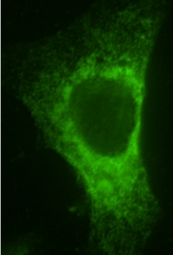IF - N-acetyltransferase 8-like protein antibody<br/>(pab0505)<br/>Anti-Nat8l antibody IF staining of CHO cells transfected with mouse Nat8l cDNA.