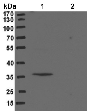 WB - N-acetyltransferase 8-like protein antibody<br/>(pab0505)<br/>Anti-Nat8l antibody WB staining of (1) CHO-K1 cells expressing mouse Nat8L cDNA, (2) CHO-K1 cells transfected with empty vector
