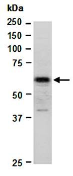 Western blot analysis of total cell extracts from human Hela using ZFP161 antibody