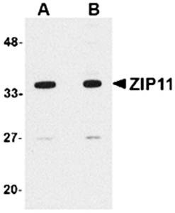 Western blot analysis of mouse kidney tissue lysate at (A) 1 and (B) 2 ug/mL using ZIP11 antibody 