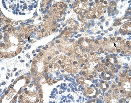 Immunohistochemical analysis of paraffin embedded and formalin fixed human kidney tissue using CHRNA2 antibody 