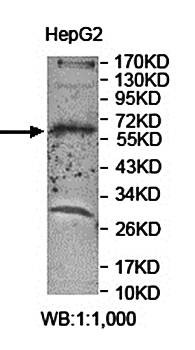 Western blot analysis of HepG2 cell lysate using ARMCX5 antibody 