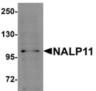 Western blot analysis of HeLa cell lysate at 1 ug/mL using NALP11 antibody 
