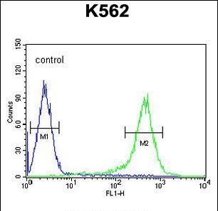 Flow cytometric analysis of K562 cells using TMEM132D antibody. Positive control cell (right histogram) compared to a negative control cell (left histogram).FITC-conjugated goat-anti-rabbit secondary antibodies were used for the analysis. 