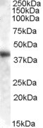 orb19708 (0.01ug/ml) staining of Human Liver lysate (35ug protein in RIPA buffer). Primary incubation was 1 hour. Detected by chemiluminescence. 