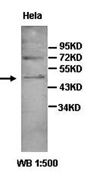 Western blot analysis of Hela cell lysate using AADACL3 antibody 