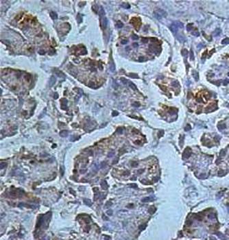 Immunohistochemical analysis of formalin-fixed paraffin embedded fetal pancreas staining using AHCYL2 antibody 