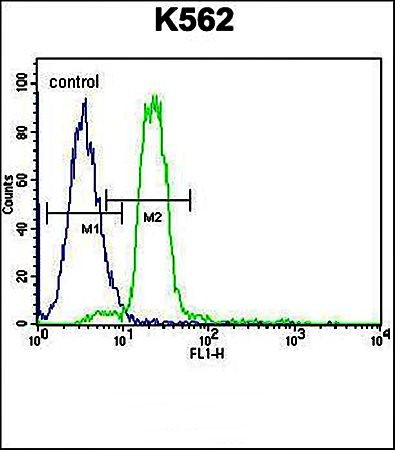 Flow cytometric analysis of HBA2 antibody in K562 cell line lysates 