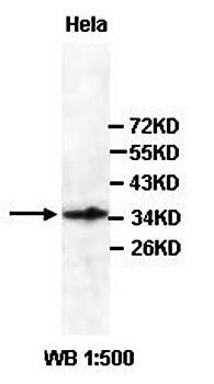 Western blot analysis of hela cell lysate using AKR7A3 antibody 