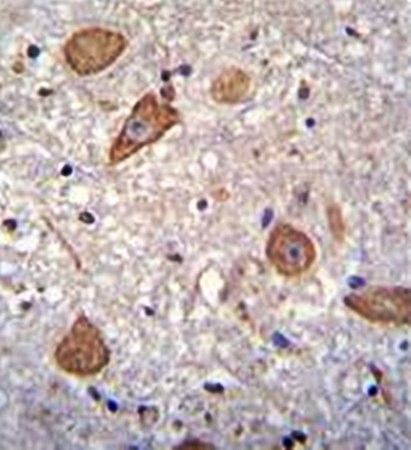 Immunohistochemistry analysis of formalin fixed and paraffin embedded human brain tissue using CNIH2 antibody 