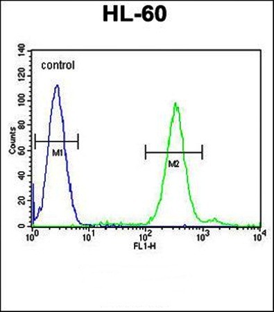  Flow cytometric analysis of HL-60 cells using CNIH2 antibody 