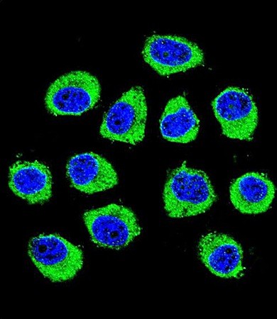  Confocal immunofluorescent analysis of U-251MG cell using CNIH2 antibody