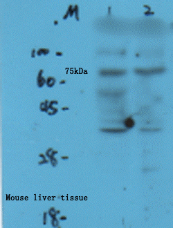 Western Blot of mouse liver tissue using Collagen X antibody. 