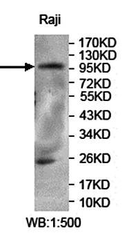 Western blot analysis of Raji cell lysate using PITPNM3 antibody