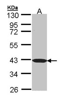 Western Blot analysis of A:Molt-4 whole cell lysate using C1orf165 antibody 