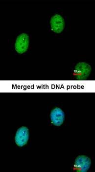  Confocal immunofluorescence analysis of paraformaldehyde-fixed HeLa using C1orf165 antibody