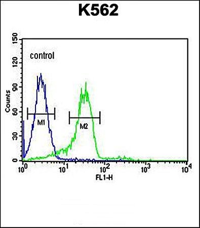  Flow cytometric analysis of ENAM antibody in K562 cell line lysates