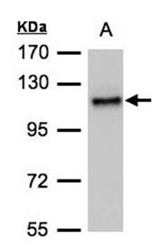 Western Blot analysis of A:H1299 whole cell lysate using ADAMTSL 2 antibody